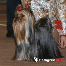 Bakarat CORDOBA BAKARAT &mdash; Labaza DogPedigree YorkshireTerrier